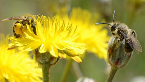 Andrena sp.